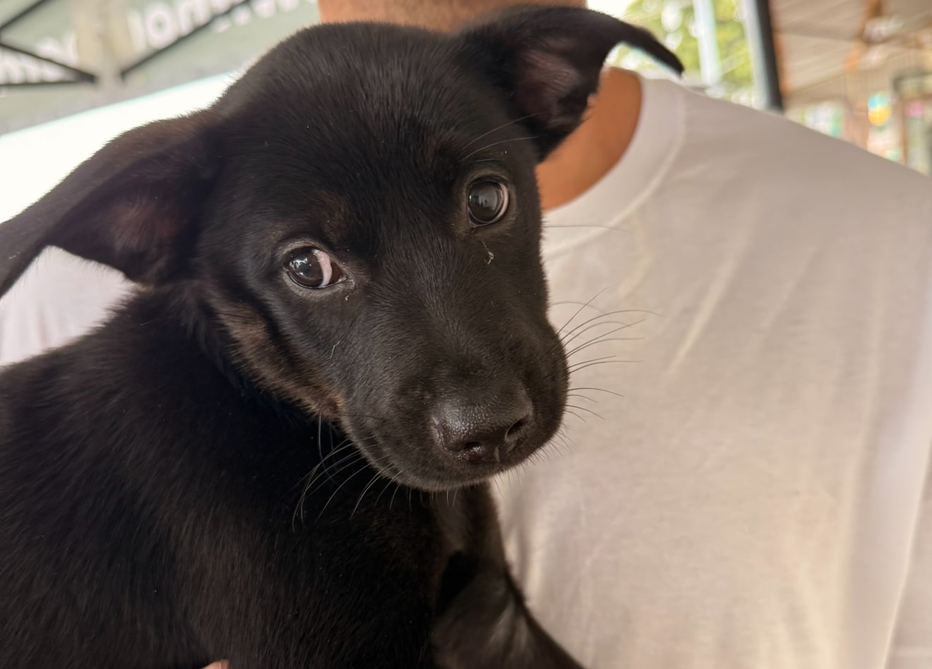 Noosa, the inspiration behind PuppyMaze